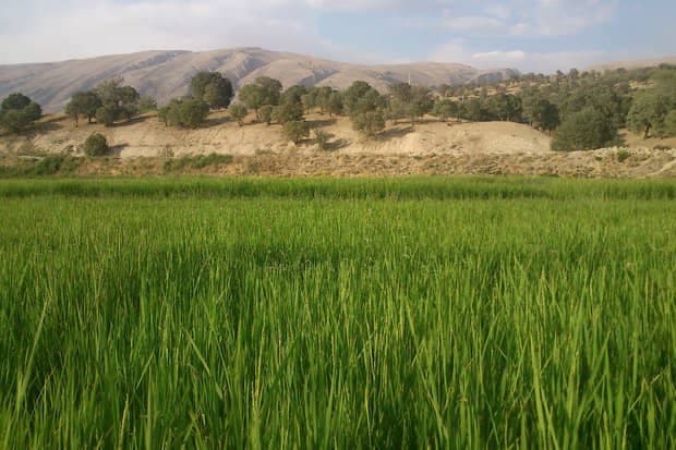 برنج کامفیروزه نیکویی در شیراز