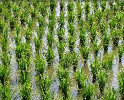 برنج فروشی شمس در چالوس