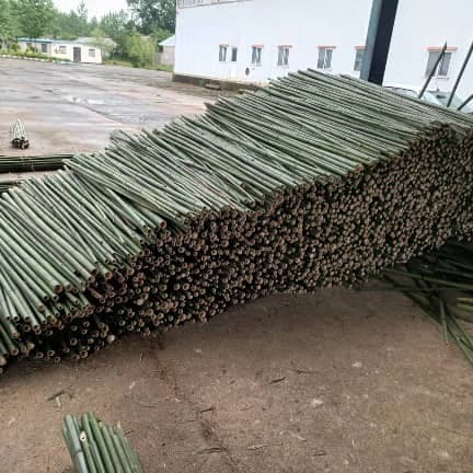 فروش چوب بامبو محمدعلی امیدی در فومن