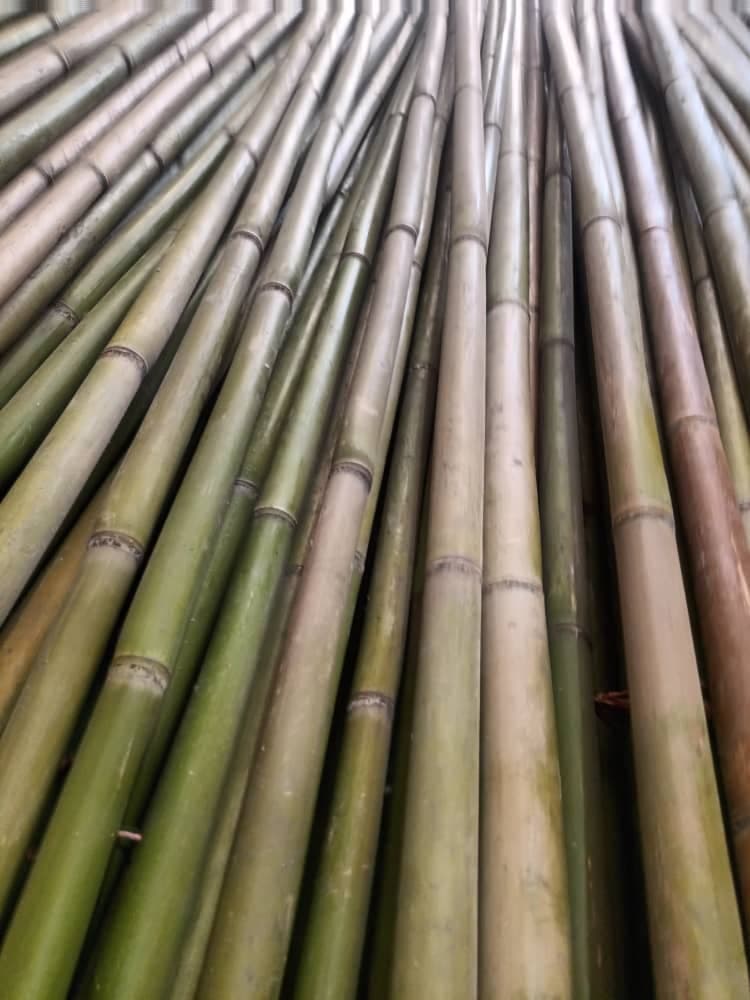 فروش چوب بامبو محمدعلی امیدی در فومن