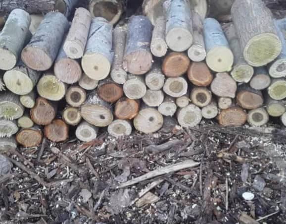 خرید و فروش چوب محمدی نیشابور