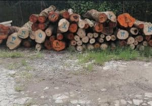 خرید و فروش چوب محمدی نیشابور