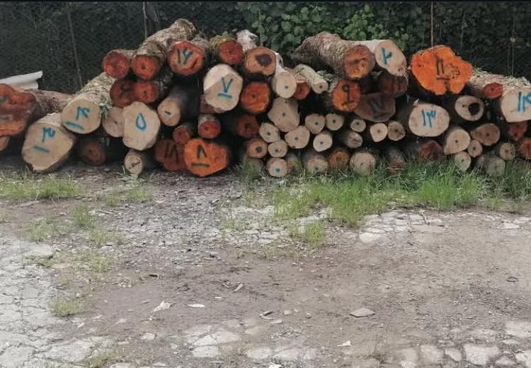 خرید و فروش چوب محمدی نیشابور