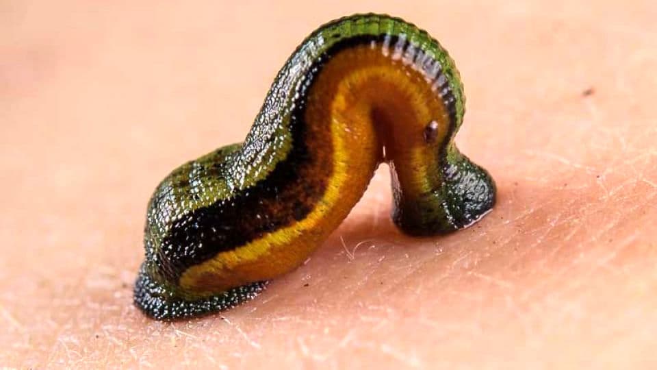 خرید و فروش زالو طبی و درمانی آقایی در مشهد