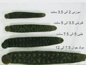 خرید و فروش زالو طبی و درمانی آقایی در مشهد