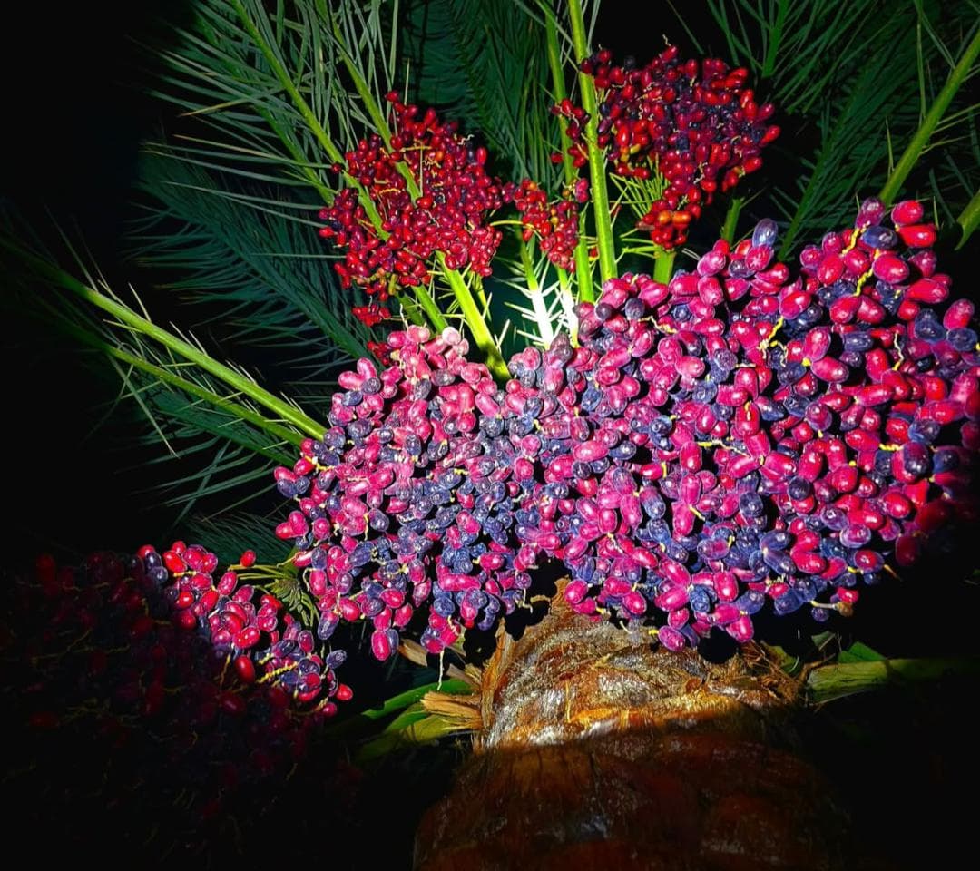 صادرات تولید و پخش عمده خرما مضافتی بم امینی در تهران