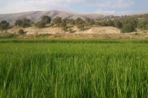 برنج کامفیروزه نیکویی در شیراز