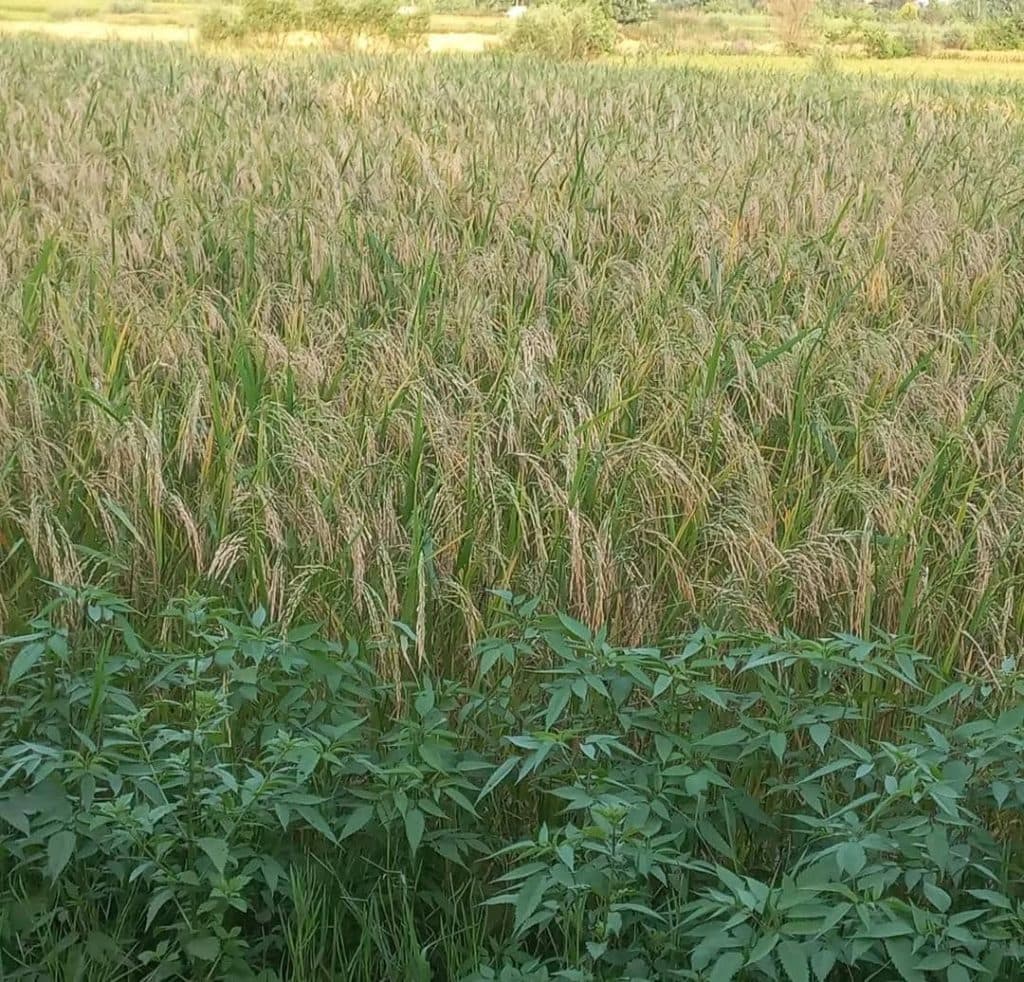 بورس فروش برنج و چای سید موسویها در پیرسرای رشت