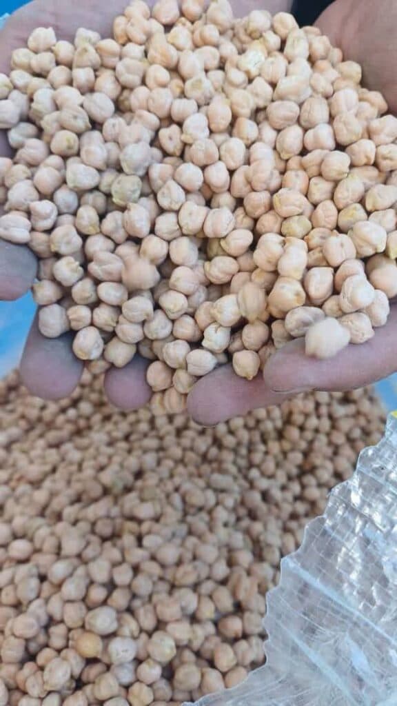 خرید و فروش عمده نخود با تناژ بالا آذین کمپانی در بروجرد