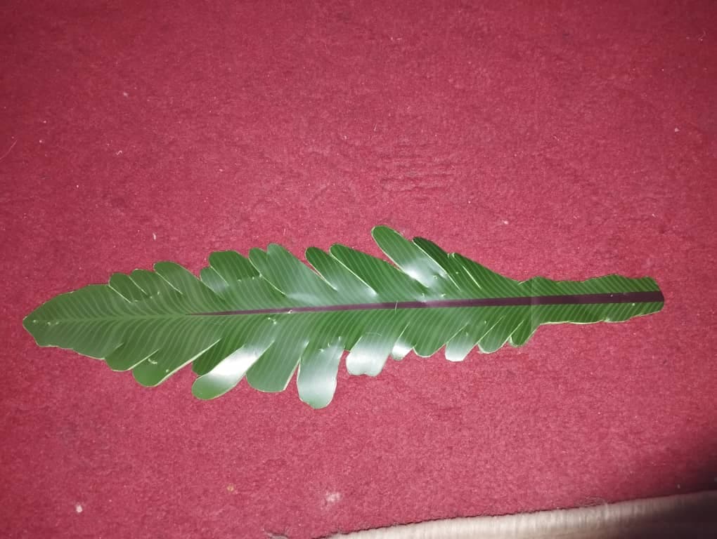 کارگاه تولیدی برگ مصنوعی و لمسی بیرامی در تبریز