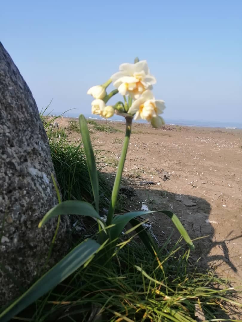 اجاره ویلا استخردار معین در انزلی