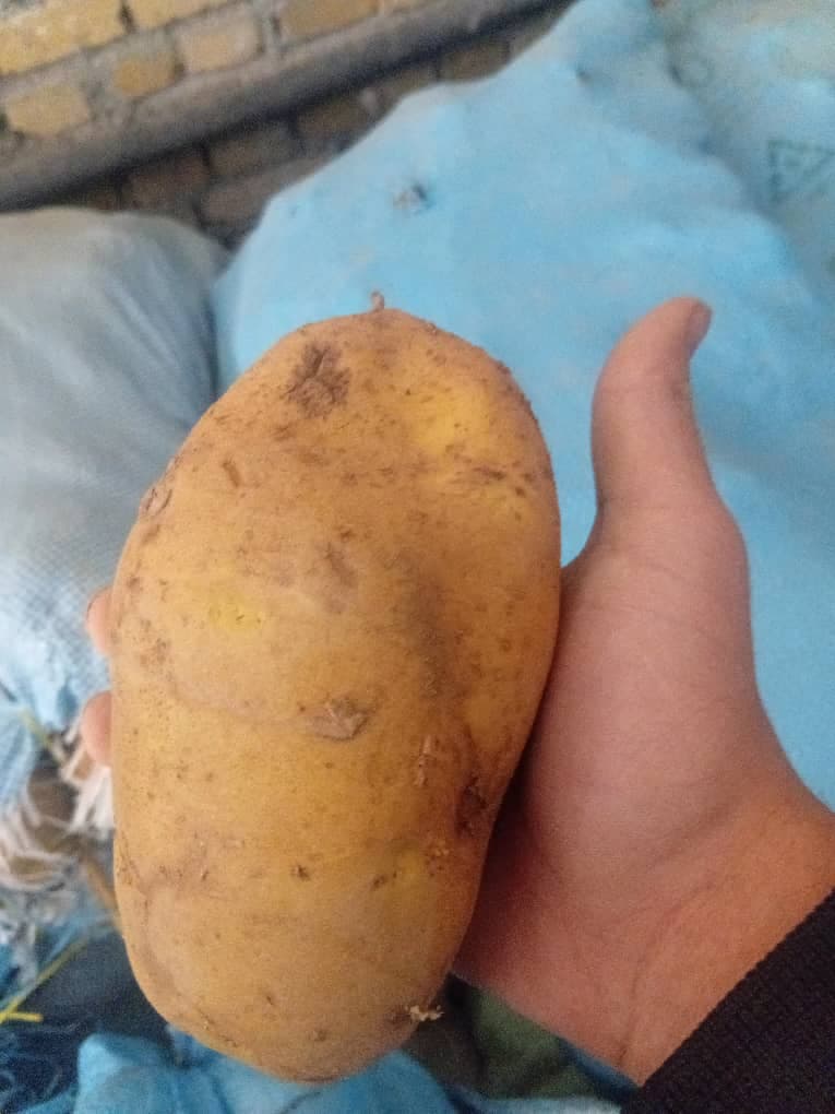 تولید و فروش خلال سیب زمینی اصغری بهار در همدان