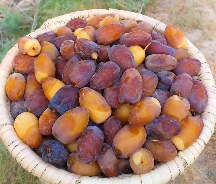 پخش و فروش عمده خرمای کبکاب زاهدی و رطب بحرینی در سمنان