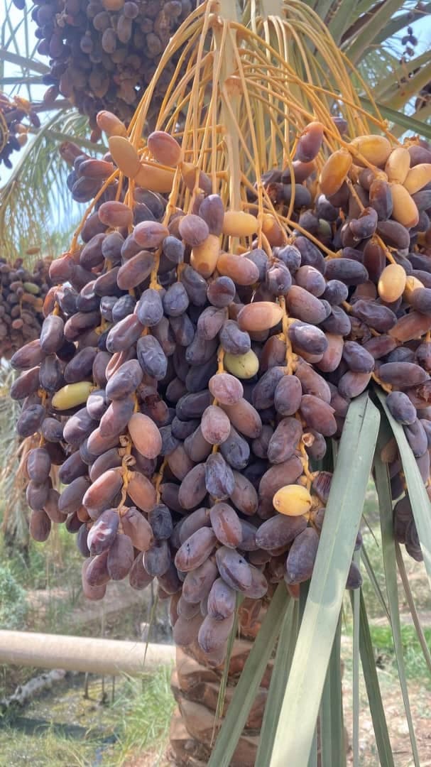 پخش و فروش عمده خرمای کبکاب زاهدی و رطب بحرینی در سمنان