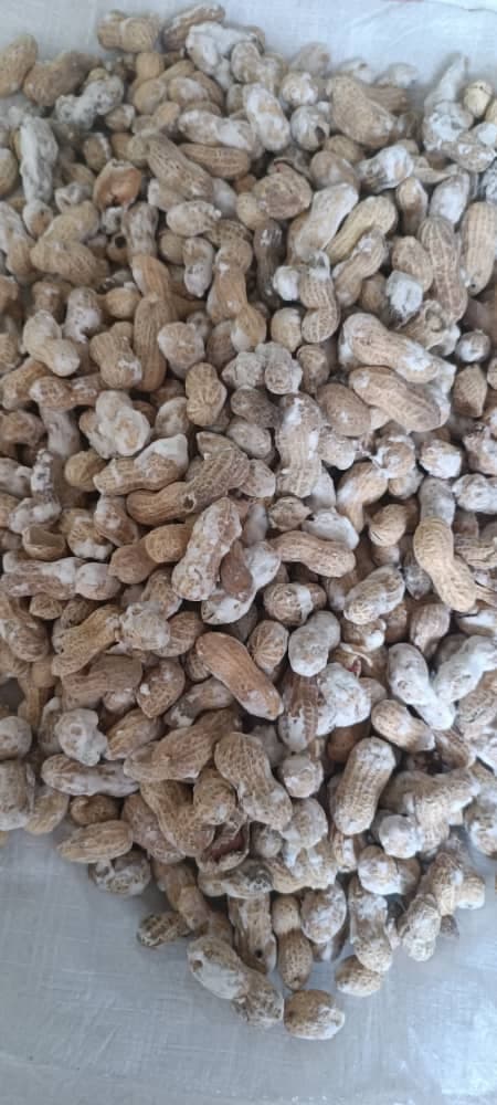 تولید و فروش عمده بادام زمینی و تخمه کارگاه بابامیری در بوکان