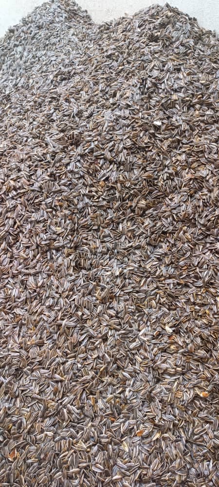 تولید و فروش عمده بادام زمینی و تخمه کارگاه بابامیری در بوکان