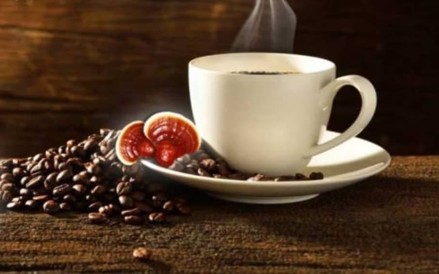 فروش عمده قهوه گانودرما kahvara در تبریز