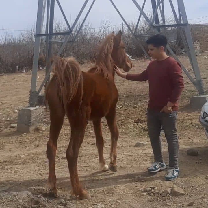 باشگاه سوارکاری آتور در بندر انزلی