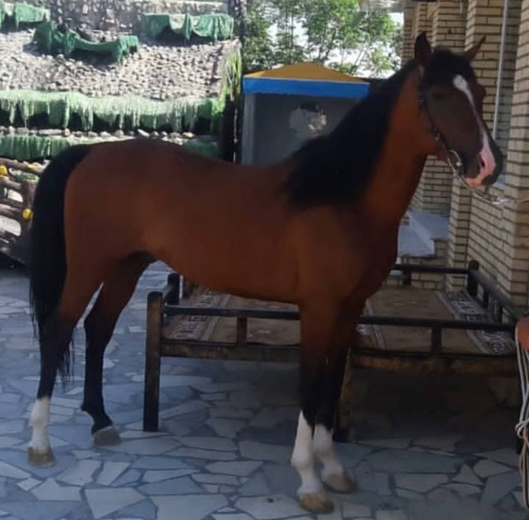 پرورش اسب و سوارکاری کمند در آران و بیدگل